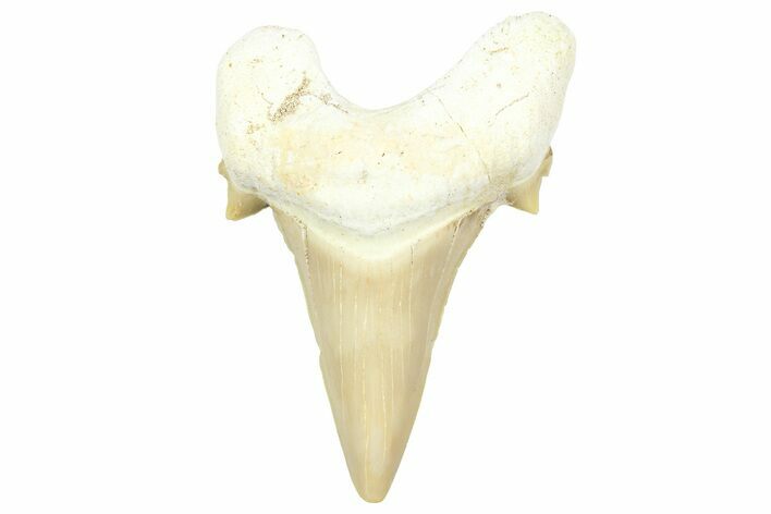 Fossil Shark Tooth (Serratolamna) - Morocco #353516